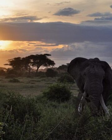 Africa